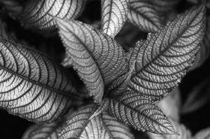 Thams Gartenbau Lbeck Bonsai