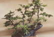 Bonsai Thams Gartenbau Lbeck