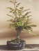 Bonsai Thams Gartenbau Lbeck