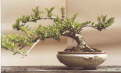 Bonsai Thams Gartenbau Lbeck
