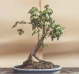 Bonsai Thams Gartenbau Lbeck