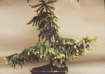 Bonsai Thams Gartenbau Lbeck