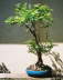 Bonsai Thams Gartenbau Lbeck