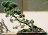 Thams Gartenbau Lbeck Bonsai