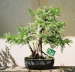 Thams Gartenbau Lbeck Bonsai
