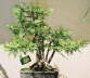 Thams Gartenbau Lbeck Bonsai