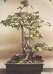 Bonsai Thams Gartenbau Lbeck