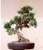 Thams Gartenbau Lbeck Bonsai