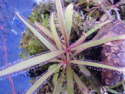 Thams Gartenbau Lbeck