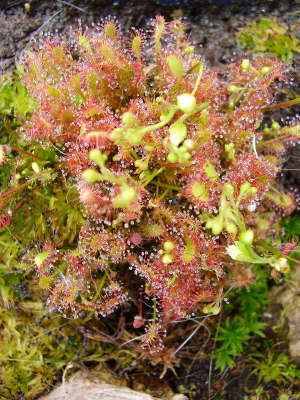 Thams Gartenbau Lbeck